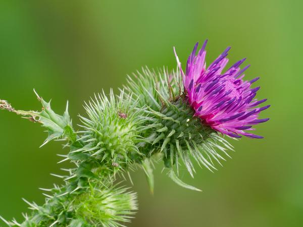 <h3><a href="/trips/braakman/biota/plantae/tracheophyta/magnoliopsida/asterales/asteraceae/carduus crispus/carduus crispus-nl.html">Carduus&nbsp;crispus</a> / Welted&nbsp;thistle / Kruldistel</h3>OM-1 Mark II met OLYMPUS M.150-400mm F4.5 TC, 1/2000 sec  bij F5.6, ISO 2500, afstand 3.14&nbsp;m